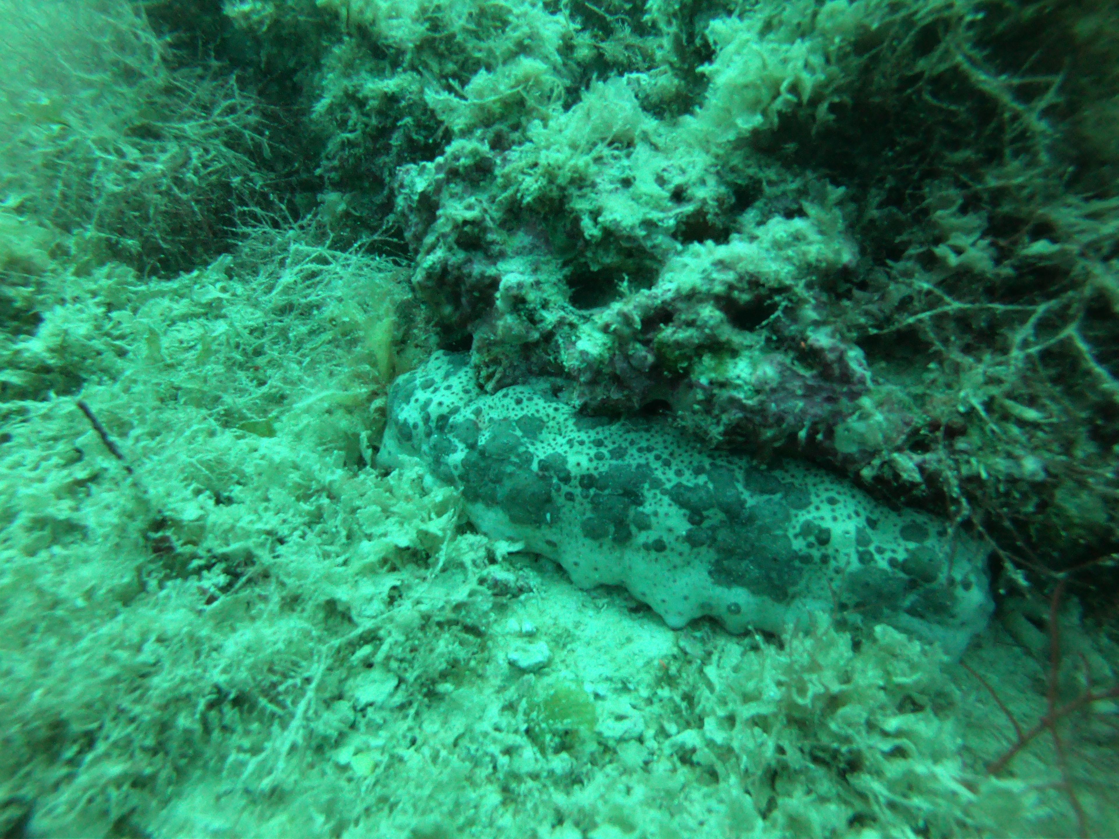 Sea cucumber in the ocean