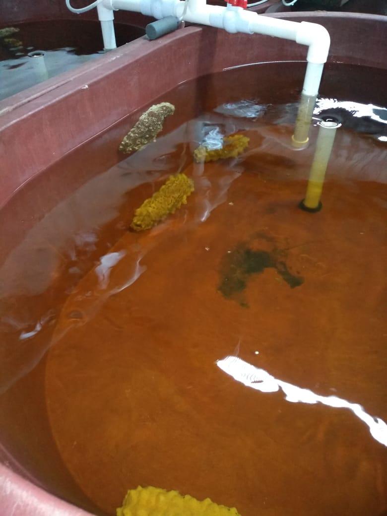 Laboratory sea cucumbers